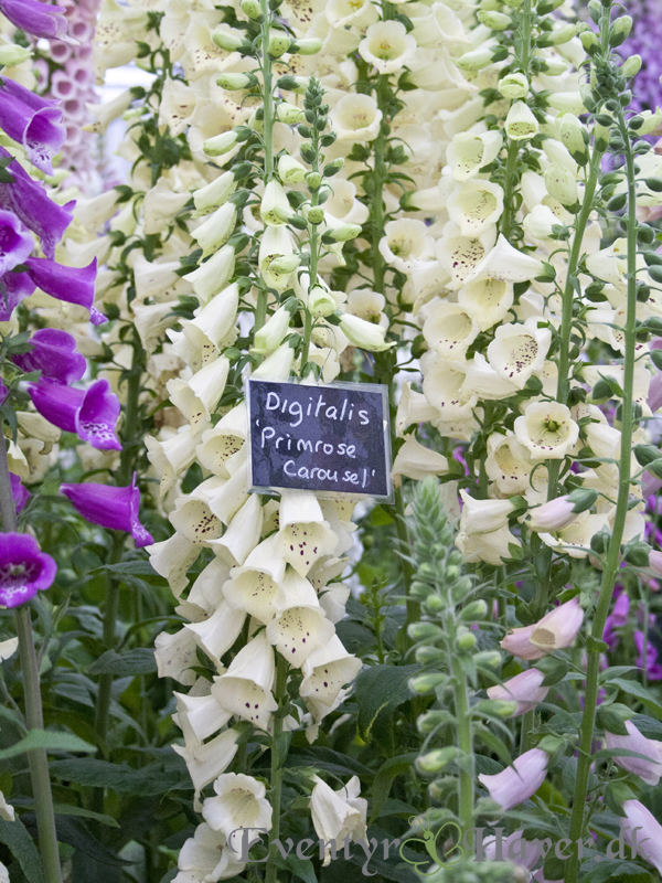 Digitalis purpurea - Primrose Carousel