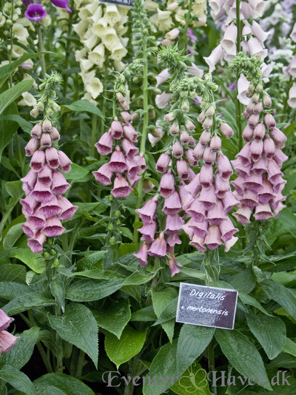 Digitalis purpurea - mretonensis