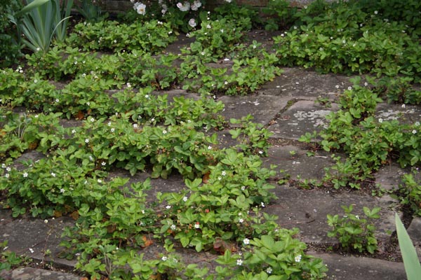 Fragaria vesca - skovjordbær
