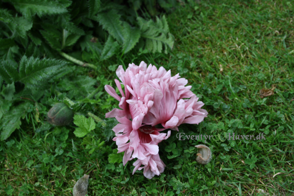 Papaver ’Ruffled Patty’