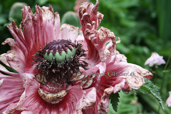 Papaver ’Ruffled Patty’ skøn  valmue med 'flæser' som blade