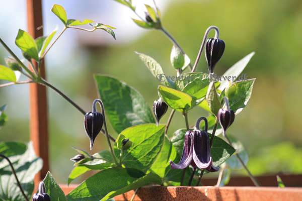 Clematis 'fascination'