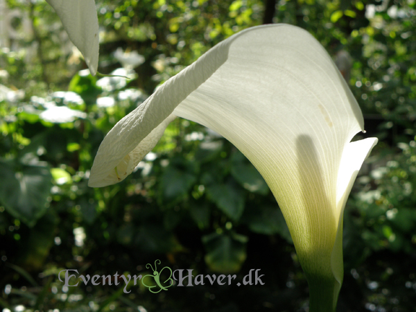 Hvid kalla - Zantedeschia aethiopica 'Crowborough'