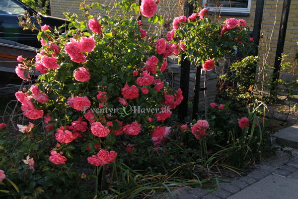 rosa Rosarium Uetersen og Lillian Austin rose 