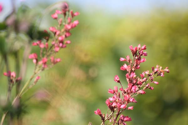 Alunroden smukke blomster fra i sommer
