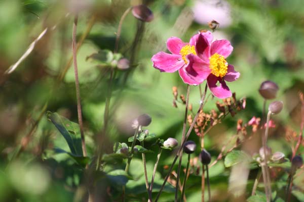 Skøn høst anemone med dyb ceriserød favre