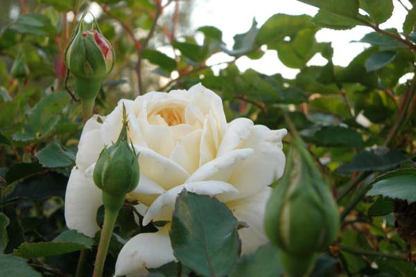 Den engelske rose Crocus Rose