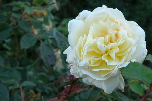 Hvid - gul engelsk rose Crocus Rose