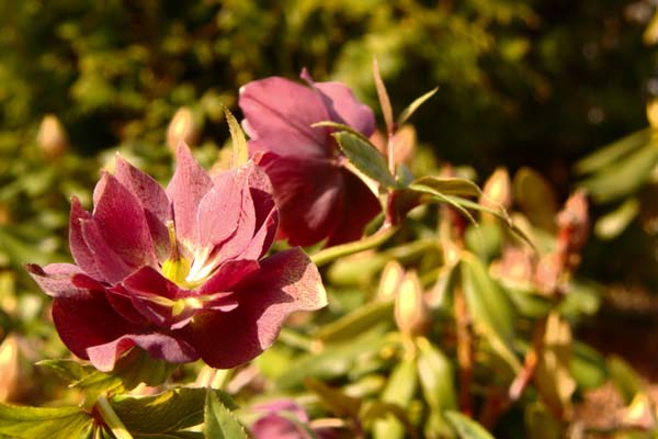 formiddagsbillede i fuld sol af Helleborus Dobbelt Ellen