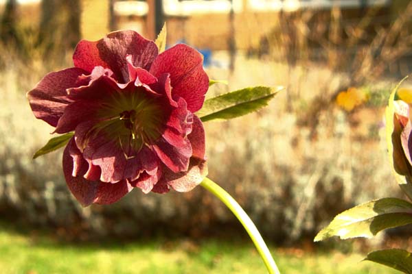 Double Ellen - helleborus - påskeklokke