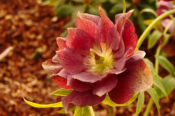 Helleborus dobbelt Ellen 