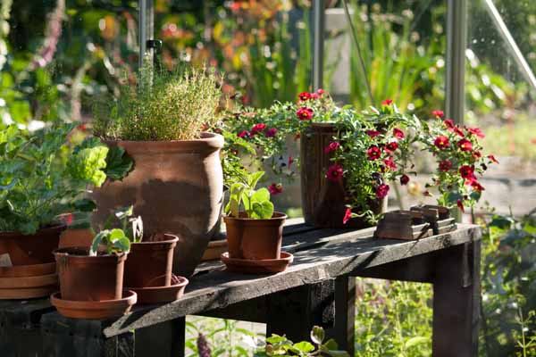 Der står de skønneste blomster på rad og række i det skønnest drivhus