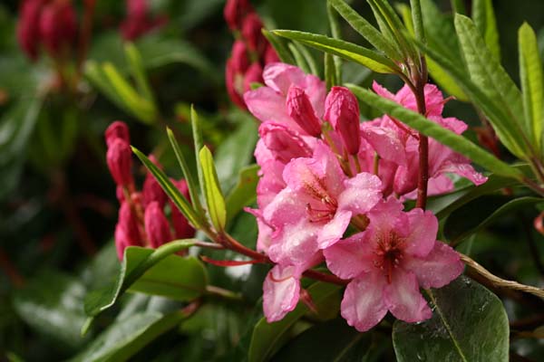 Rhododendron Duke of York