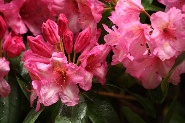 Skøn sartrosa rhododendron Duke of york