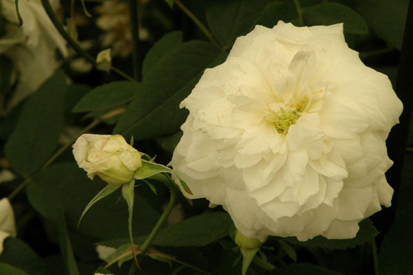 engelskrose vist på Chelsea Flowershow 2010