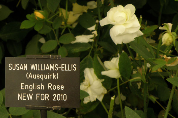 engelskrose fra 2010 Sussan Williams- Ellis
