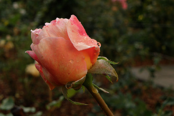 Evelyn - en rosen i udspring