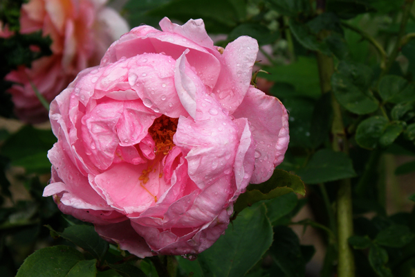 Heather Austin - engelsk rose