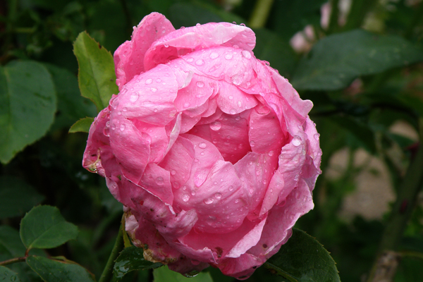 Heather Austin - engelsk rose med personlighed