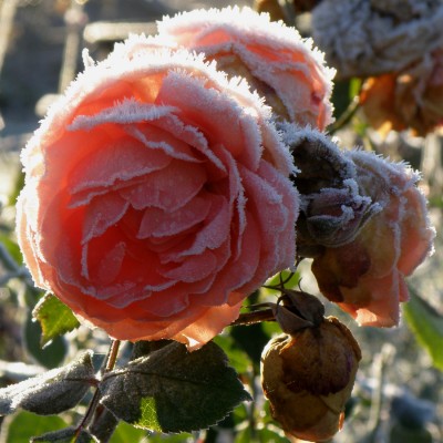 Frost og forfald Jubilee celebration - engelsk rose