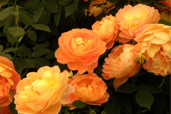 Ny smuk rose fra David Austin Roses - engelsk rose Lady of Shalott