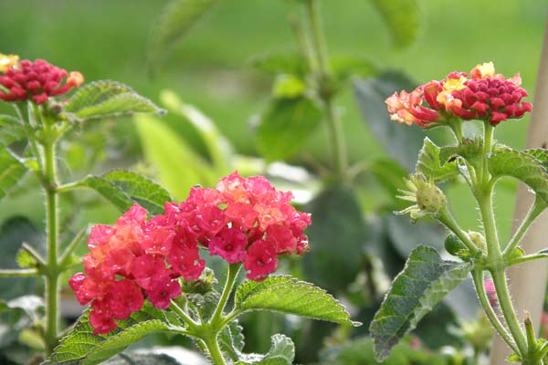 Lantana er en smuk og farverig plante