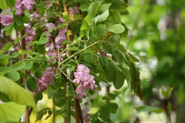 Smuk blomstrende rosen Rhobinie