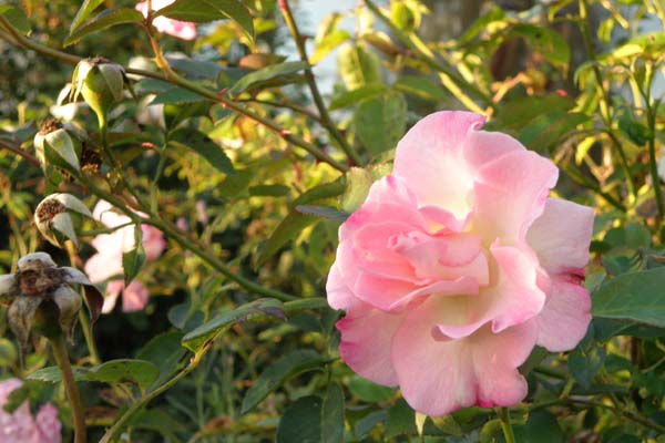 De smukke blomster på Marinette - ligner ingen anden engelsk rose