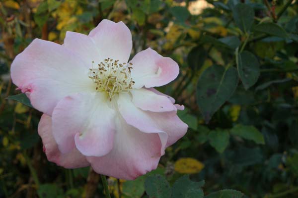 Forfaldet ved denne flotte engelske rose Marinette er helt fantastisk