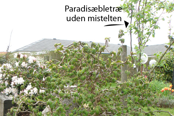 Paradisæbletræ uden mistelten 