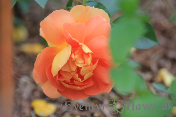 pat-austin-rose