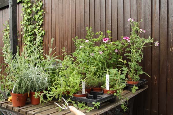 Planter købt til krukkerne i haven