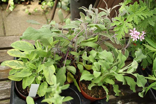 Salvia i mange afskygninger er så smukt