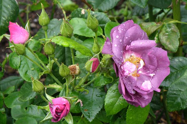 Rhapsody in blue fra tidelig knop til fuldt udsprunget blomst