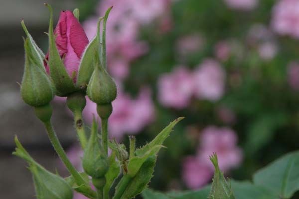 Knopper af rosen Rhaposdy in blue
