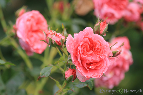rosarium-uestersen-stemmed-rose