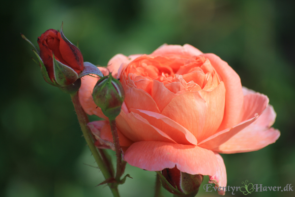 sommersong