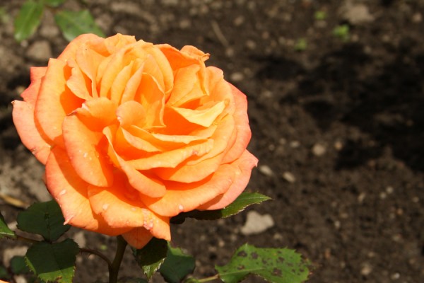 Denne skønne og dejlige rose med dyb glød er ingen anden ind Flora Danic