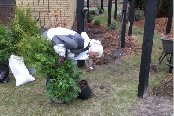 Annette i fuld gang med at plante thuja