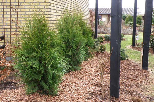 Så står de nye thuja på rad og række