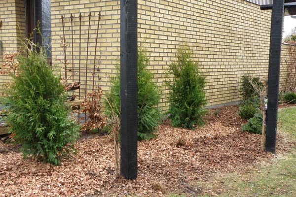 Flot læhegn det bliver det når de er vokset helt op de nye thuja