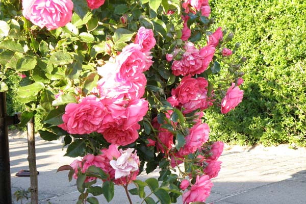 Flot hængende vækst på en opstammet Rosarium Uetersen