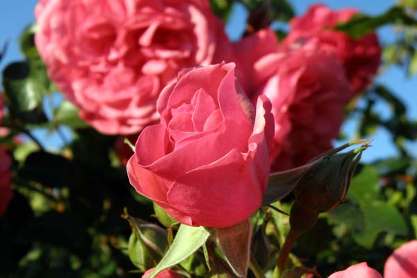 skøn og aldeles smuk rose - Rosarium Uetersen