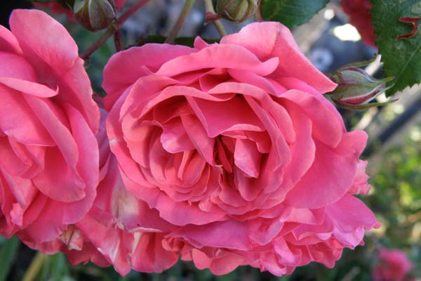 Denne dejlige Rosarium Uetersen - danner skønne klaser med blomster